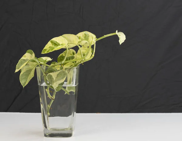 Propagating of pothos money plant from cutting in water