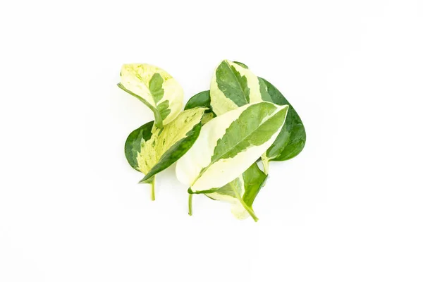 Leaves Joy Pothos Isolated White Background — Stock Photo, Image