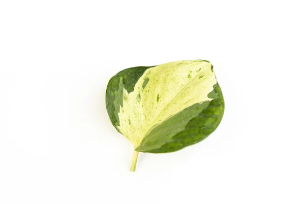 Epipremnum Aureum Popular Ornamental Houseplant Leaf Closeup — Stock Photo, Image