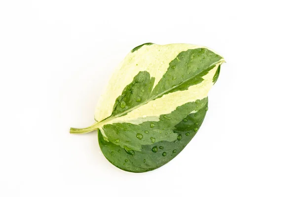 Exotic Epipremnum Aureum Joy Pothos Leaf White Isolated Background — Stock Photo, Image