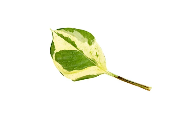 Single Leaf Epipremnum Aureumula Pothos Isolated White Background — Stock Photo, Image