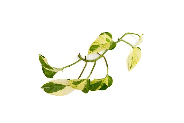 Epipremnum Aureum Pothos Branch White Isolated Background — Stock Photo, Image