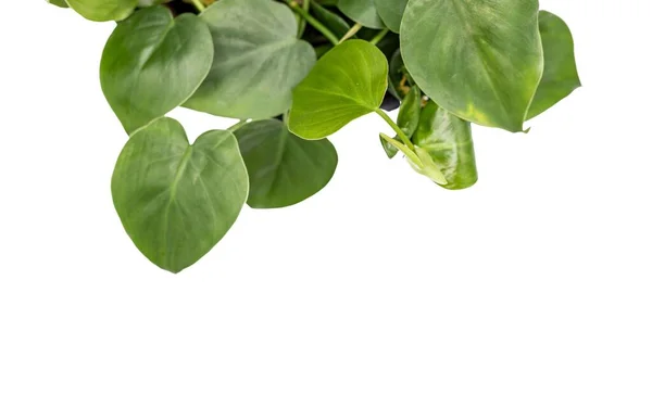 Heart Shape Leaves Philodendron Hanging Plant White Background Blank Empty — Stock Photo, Image