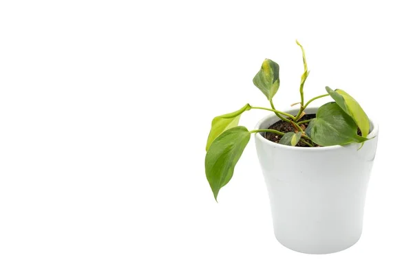 Philodendron 브라질 배경에 냄비에 이국적인 — 스톡 사진