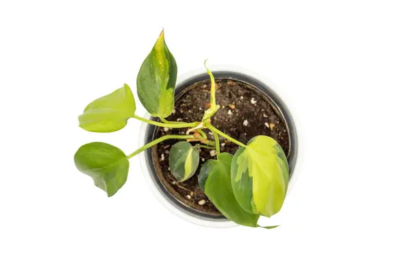Ovanifrån Tropisk Philodendron Brasil Växt Med Gula Ränder Blad Vit — Stockfoto