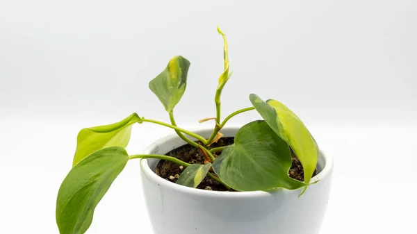 Closeup Uma Forma Coração Folha Philodendron Brasil Variegated Vaso Planta — Fotografia de Stock