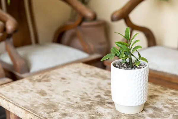 Zenzi Small Plant Decorative Pot — Stock Photo, Image