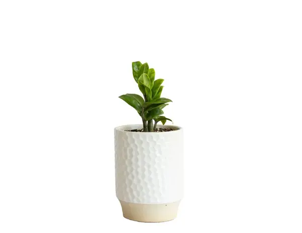 Zamioculcas Zamiifolia Zenzi Plante Dans Pot Céramique Blanche Isolée Sur — Photo