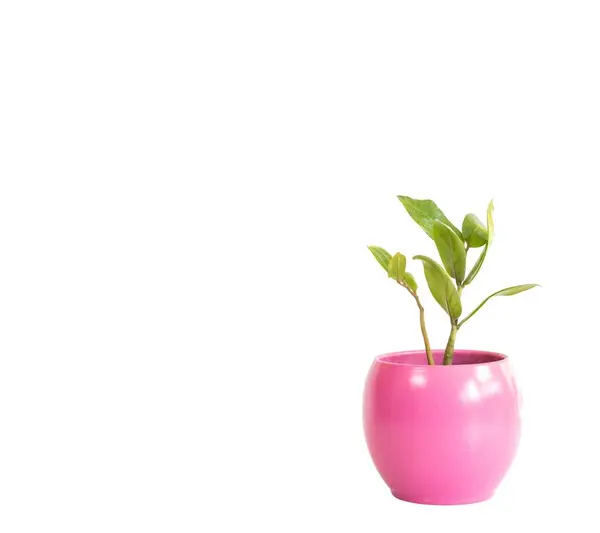Długie Liście Zielone Rośliny Różowym Garnku Ceramicznym Izolowane Białym Tle — Zdjęcie stockowe