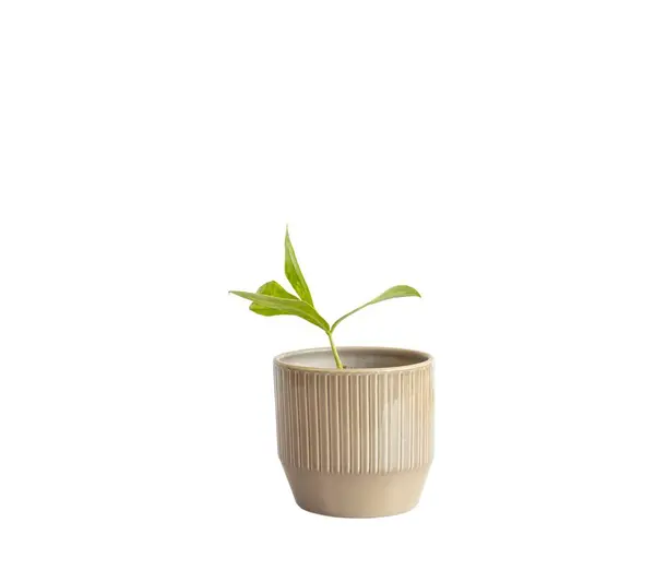 Urozmaicona Roślina Podłużnymi Liśćmi Ceramicznym Garnku Izolowanym Białym Tle — Zdjęcie stockowe