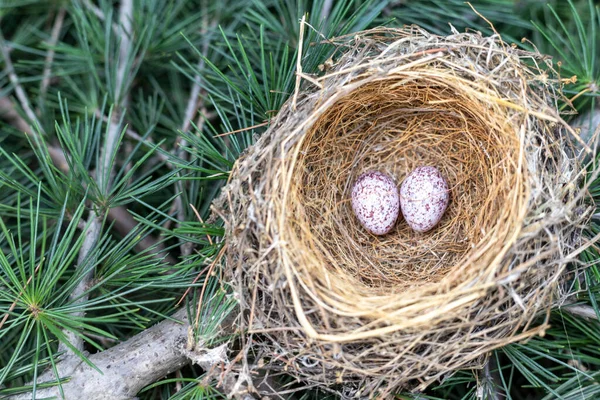 Cardinal bird nest with two eggs on a tree branch in the forest