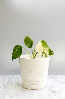 Monstera deliciosa albo nadir bulunan beyaz dekoratif bir tencerede küçük bir bitki.