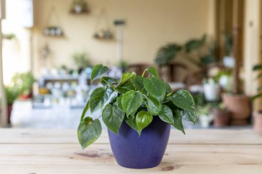 Philodendron hederaceum yeşil yapraklar dekoratif bir kapta bitki.