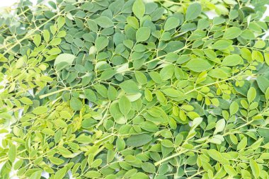 Taze yeşil moringa yaprakları veya yeşil yapraklar arkaplan üstü görünümü