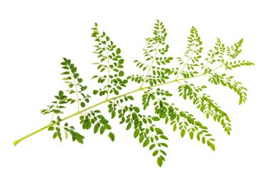 Moringa taze yeşil yapraklar beyaz arka planda izole