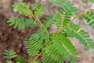 Tamarind imlee meyve ağacına yakın çekim