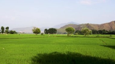 Yemyeşil pirinç tarlaları Güzel manzara manzarası.