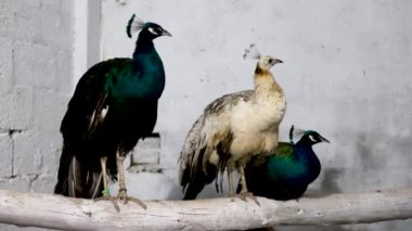 Tahta bir direkte oturan güzel tavus kuşları