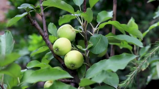 Зелені Яблука Дереві — стокове відео
