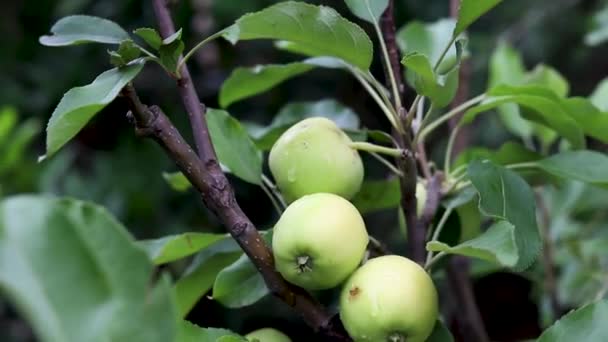 果実の木に成長する熟していない小さなリンゴ — ストック動画