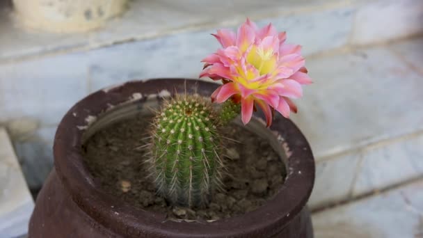 Echinopsis Spachiana Lanterna Cactus Sau Coloana Aur Cactus Flori — Videoclip de stoc