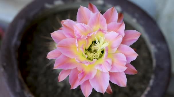 一个美丽的粉红色的花在绿色的菊花仙人掌上 — 图库视频影像