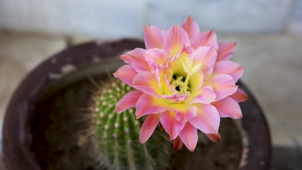 Bloeiende Bloemen Van Roze Fakkel Echinopsis Huascha Cactus — Stockvideo