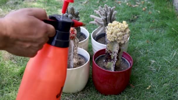 Męskie Ręce Trzymają Butelkę Rozpylaczem Spryskują Zakażonego Kaktusa — Wideo stockowe