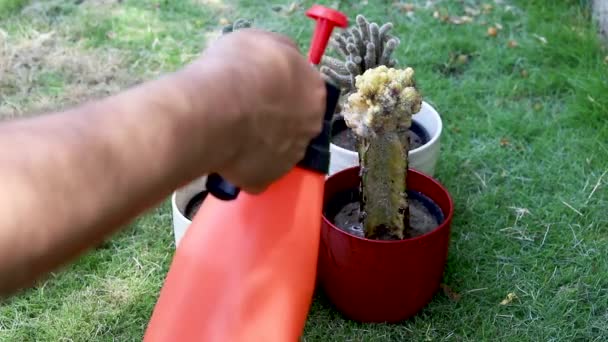 Spritzen Von Pestiziden Auf Einen Kaktus Zur Schädlingsbekämpfung — Stockvideo