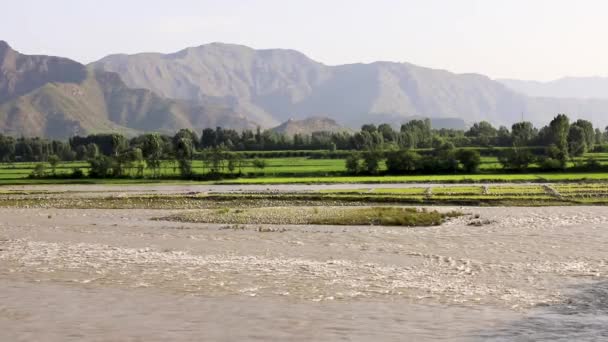Rizières Vertes Bord Vallée Swat Pakistan — Video