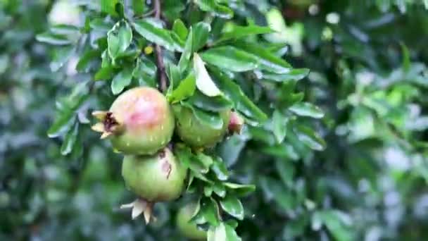Fruto Romã Ramo Árvore — Vídeo de Stock