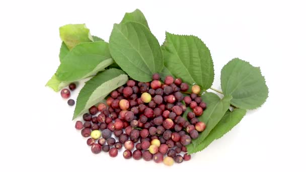 Grewia Asiatica Phalsa Falsa Ripe Fruit — Stock Video
