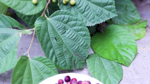 Grewia Asiatica Récolte Fruits Vue Rapprochée — Video