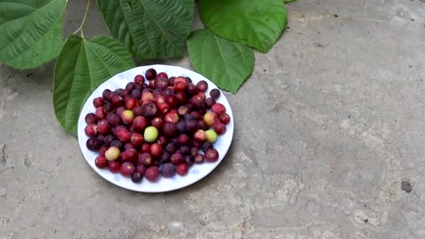 Grewia Asiatica Früchte Allgemein Bekannt Als Phalsa Oder Falsa Frucht — Stockvideo