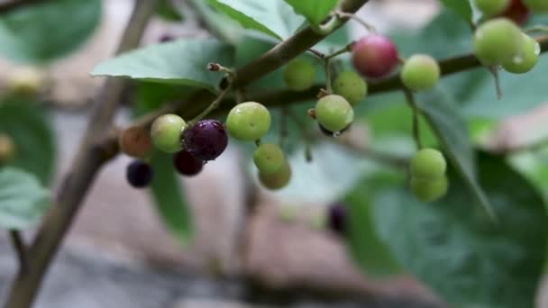 Falsa Grewia Asiatica Frutas Closeup — Vídeo de Stock