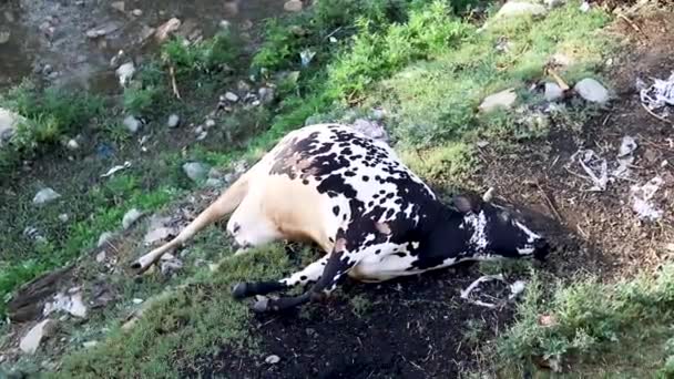 Uma Vaca Morta Margem Rio Vista Superior — Vídeo de Stock
