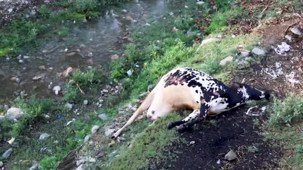 Vaca Morta Deitada Chão Perto Uma Corrente Água — Vídeo de Stock