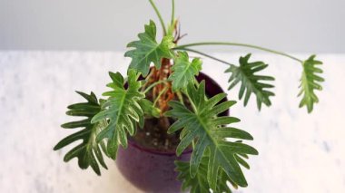 Mor saksıda Philodendron xanadu bitkisi