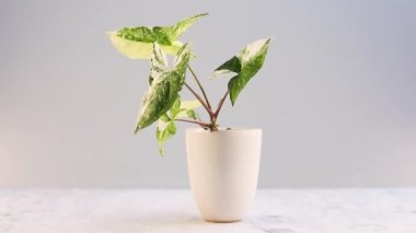 Sengonyum Albo dekoratif saksıda çeşitli bitkiler