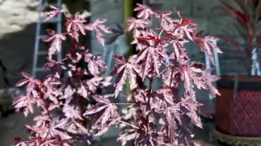 Hibiscus asetosella bitkisi güneşli bir günde