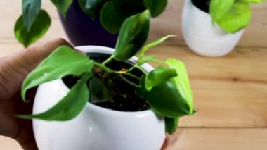 Philodendron brasil tropikal bitki beyaz seramik dekoratif kapta sarı çizgili.