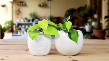Philodendron brasil çeşitleri ve beyaz seramik kaplarda neon yeşil kalp yaprağı bitkileri
