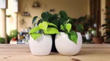 Philodendron neon yeşil ve çeşitli Brezilya bitkileri beyaz desenli saksılarda