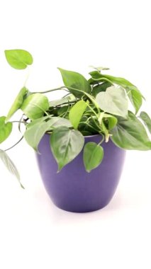 Philodendron kalp şekli yeşil yapraklar bitki