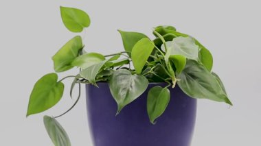 Philodendron hederaceum yeşil yapraklar dekoratif bir kapta bitki.