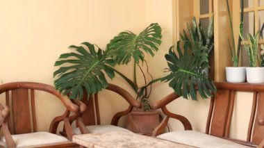 Monstera deliciosa güzel ev bitkisi yakın plan