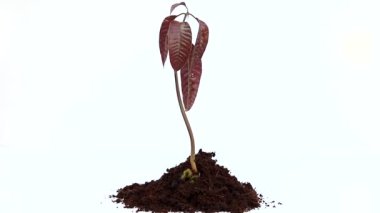 Taze yapraklı mango fidanı