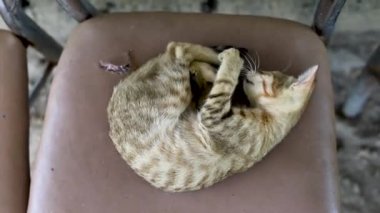 Kuyruğuyla oynayan vahşi bir kedi yavrusu.