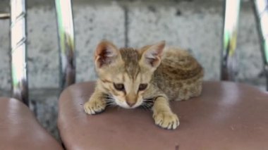 Sevimli sokak kedisi eski bir sandalyede yalnız oynuyor.