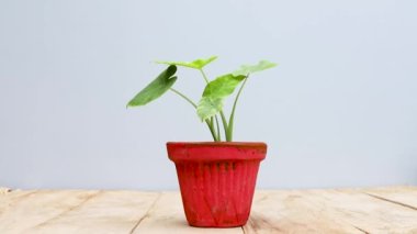Caladium küçük yeşil yapraklar kırmızı kil kapta bitki